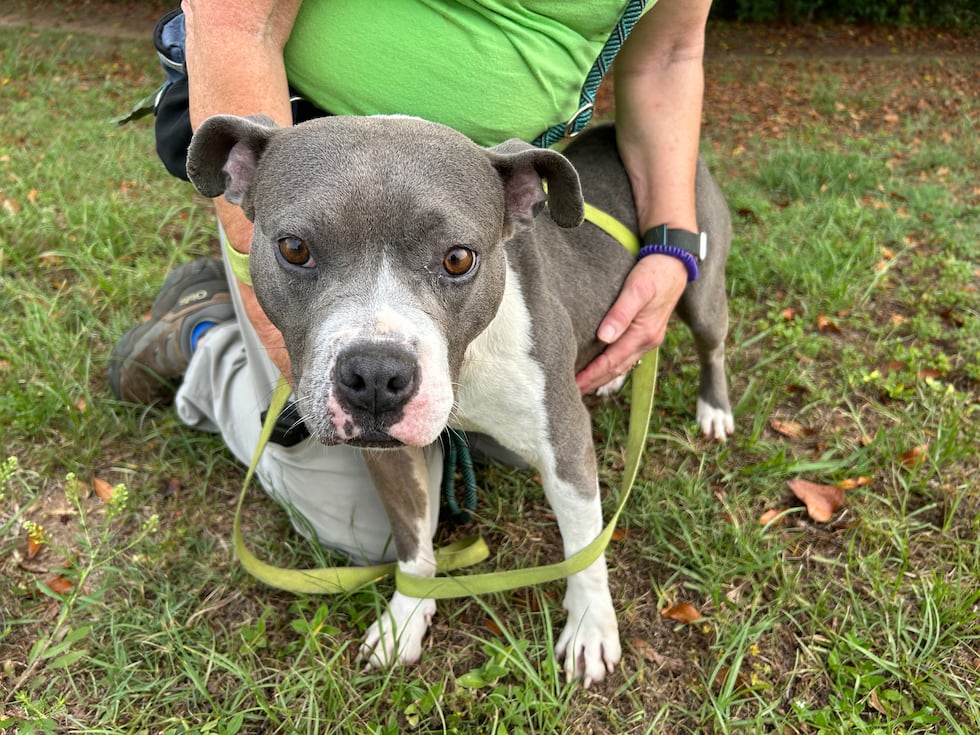Sweet Fritos is a social butterfly. She made quick friends at the shelter and has never met a...