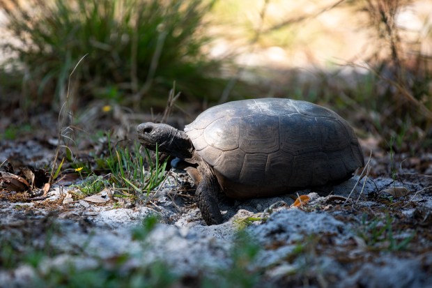 A gopher tortoise makes its way across the ground at Bill Frederick Park at Turkey Lake on Wednesday, March 24, 2021. (Patrick Connolly/Orlando Sentinel)