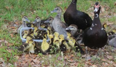 Neighbors describe heartbreak after ducklings run over, woman faces felony charges