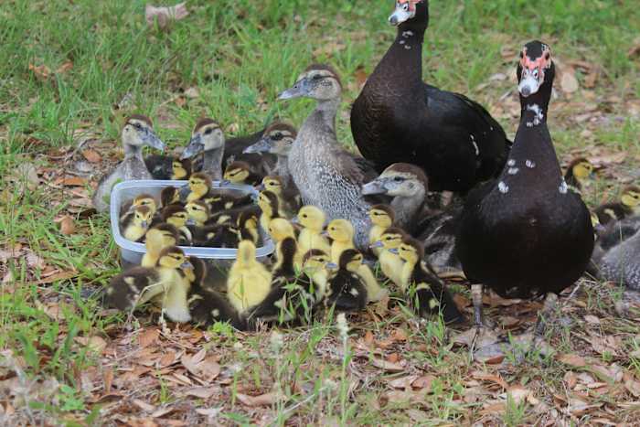 Neighbors describe heartbreak after ducklings run over, woman faces felony charges