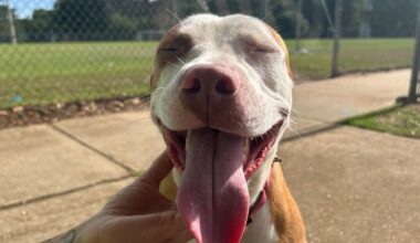 These pups in search of dog moms (and dads) this Mother’s Day!
