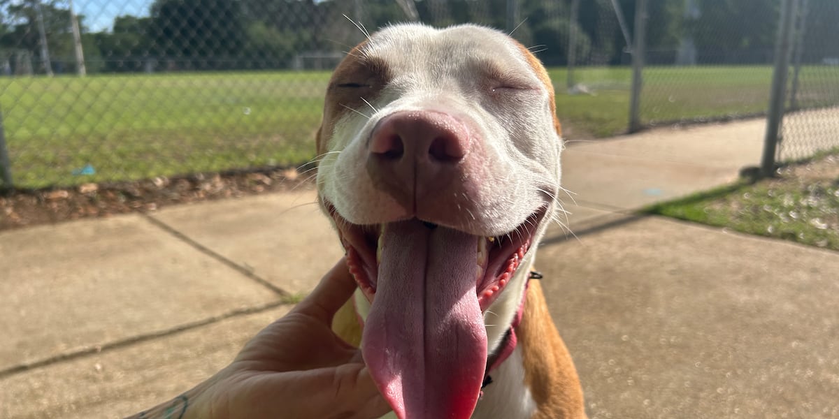 These pups in search of dog moms (and dads) this Mother’s Day!