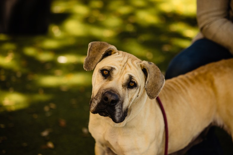 Orange County Animal Services Nalah