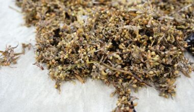 Could this noxious Florida seaweed become your next meal?