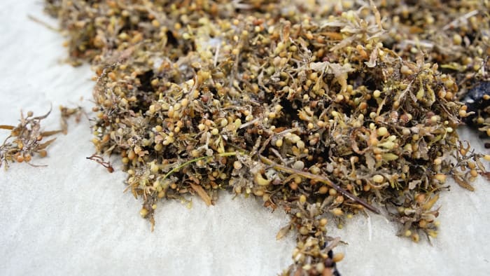 Could this noxious Florida seaweed become your next meal?