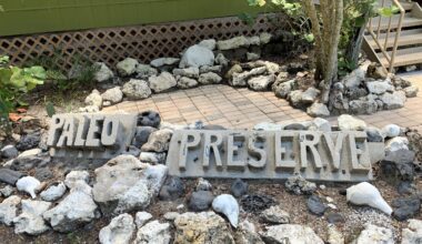 Don’t let this local treasure go extinct – The Observer News