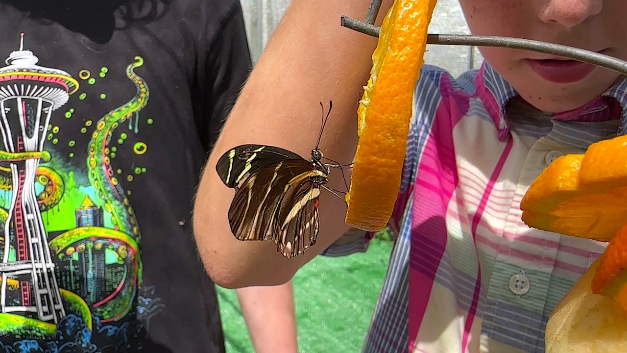 A guest at Butterfly Dans in Kissimmee feeds a zebra longwing, Florida's state butterfly.  Visitors can feed the winged creatures and tour this butterfly breeding facility by appointment only.  (Spectrum News/Randy Rauch)