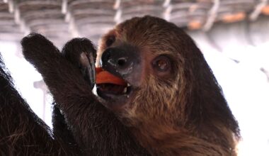 Many calling for sloth reform laws