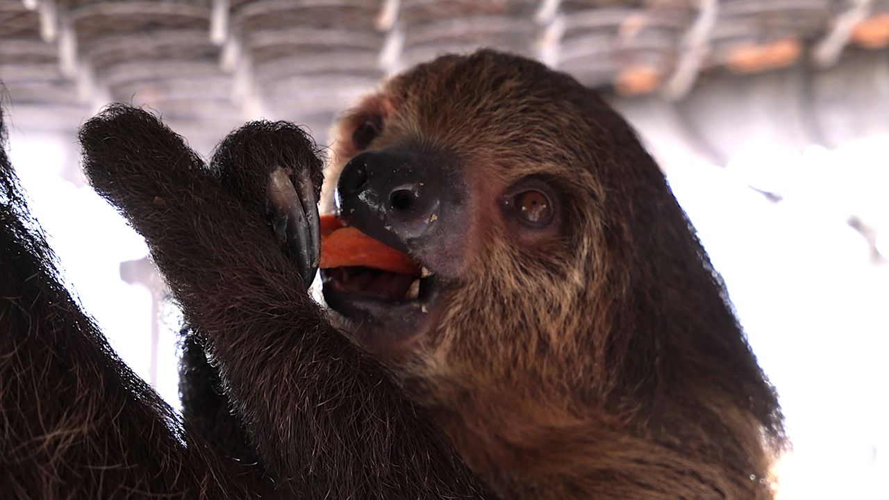 Many calling for sloth reform laws