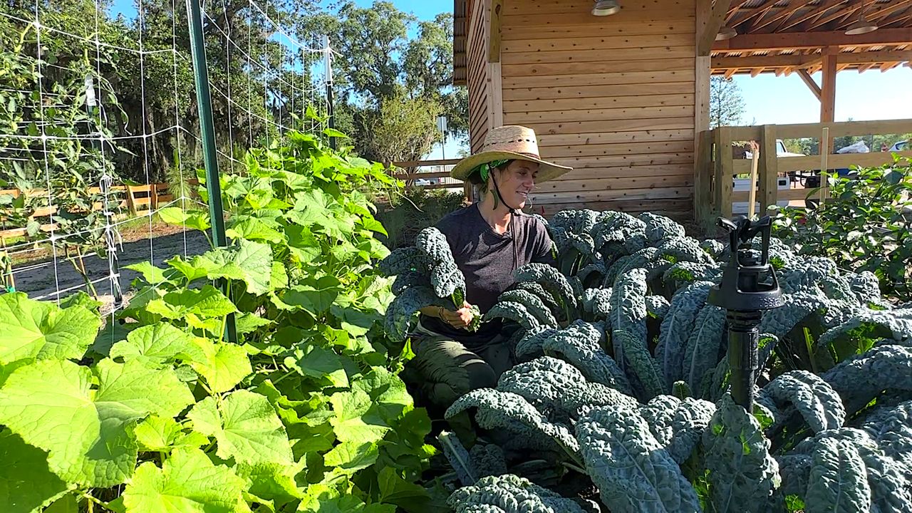 The Grow farm manager Nicole Bluh helps grow food that residents in the new development will be able to eat. When completed, 9 acres of farmland will surround some 2,100 homes in east Orlando. (Spectrum News/Randy Rauch)