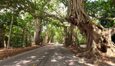 Stuart’s famous banyan tree tunnel in Martin County creates a shaded canopy along SE St. Lucie Boulevard. It's one of three arched nature covered roadways in the county that visiors like to ride along. (Spectrum News/Randy Rauch)