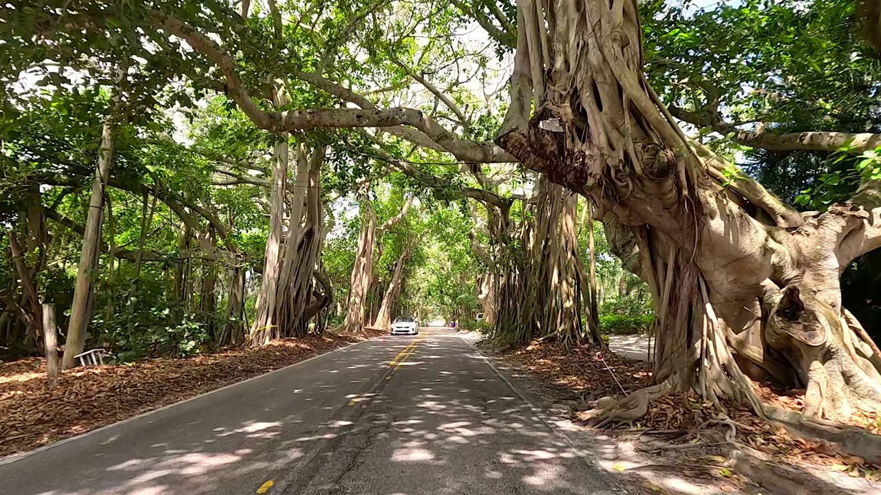Stuart’s famous banyan tree tunnel in Martin County creates a shaded canopy along SE St. Lucie Boulevard. It's one of three arched nature covered roadways in the county that visiors like to ride along. (Spectrum News/Randy Rauch)