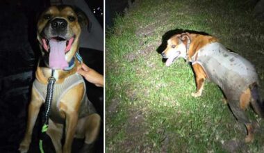 ‘This was a team effort’: Iowa veteran credits Jacksonville community with helping find service dog lost for 5 days