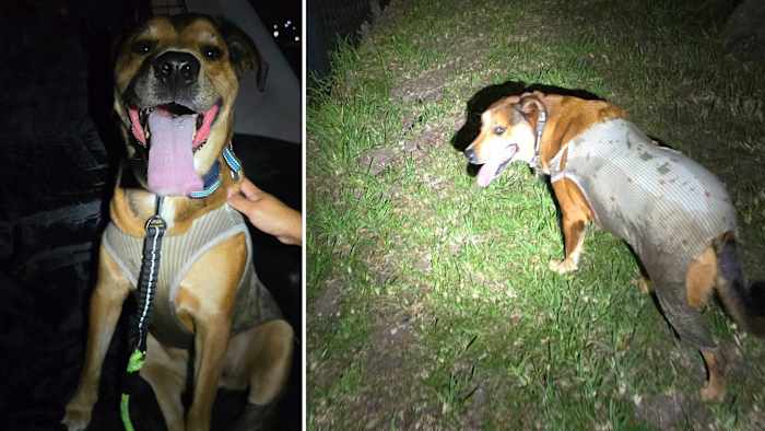 ‘This was a team effort’: Iowa veteran credits Jacksonville community with helping find service dog lost for 5 days