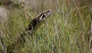 Ready to hunt some enormous snakes? The Florida Python Challenge returns.