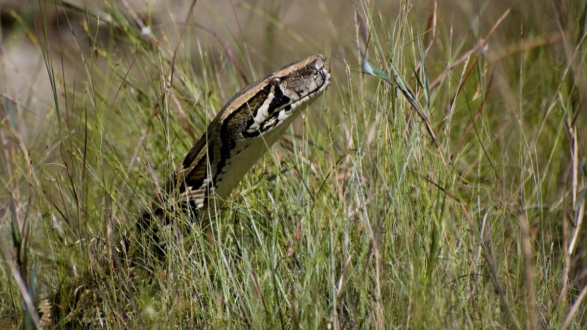 Ready to hunt some enormous snakes? The Florida Python Challenge returns.