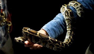 Florida's 2026 Python Challenge begins this summer. What to know.