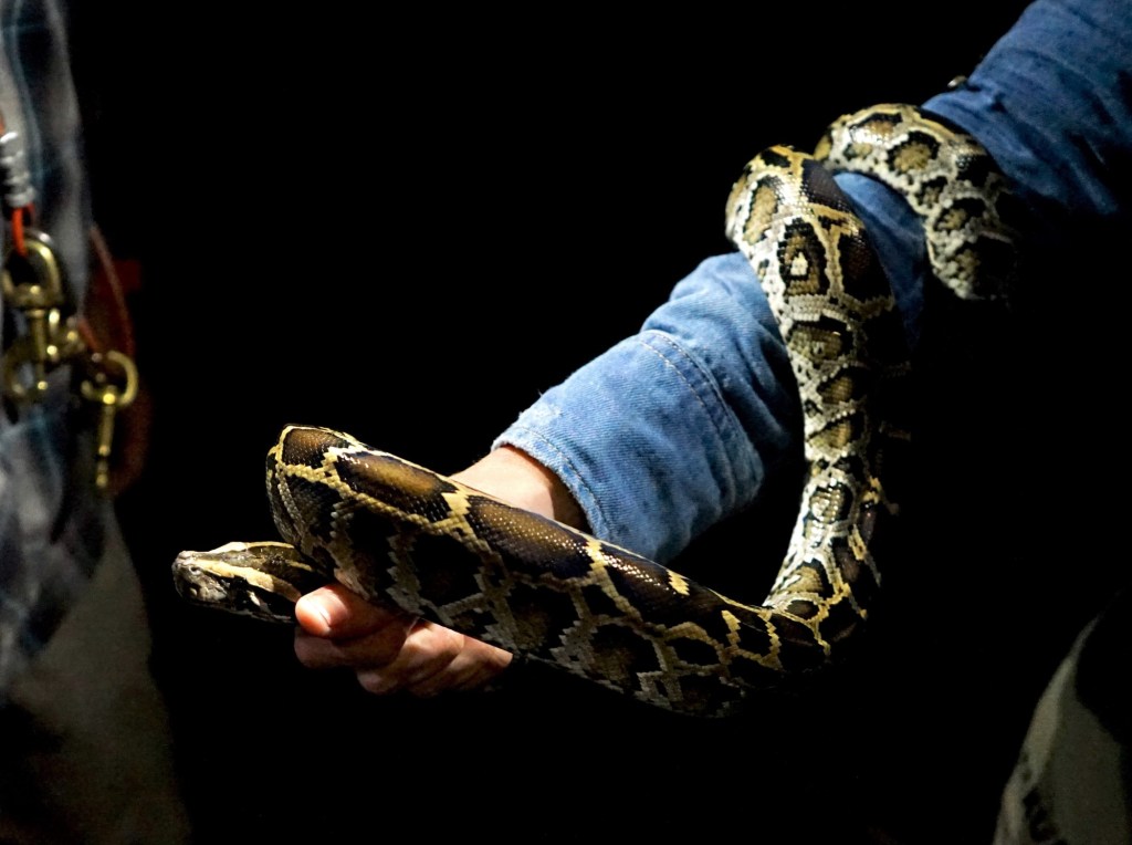 Florida's 2026 Python Challenge begins this summer. What to know.