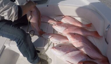 DeSantis announces Florida’s longest-ever Gulf red snapper season