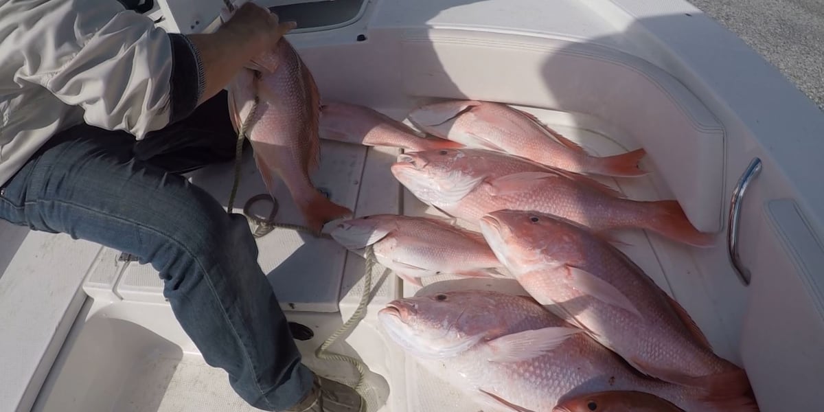 DeSantis announces Florida’s longest-ever Gulf red snapper season