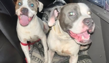 ‘#DoBetter:’ Dogs found tied to dumpster at Central Florida rest stop, troopers say