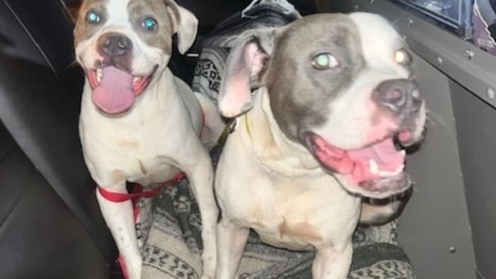 ‘#DoBetter:’ Dogs found tied to dumpster at Central Florida rest stop, troopers say