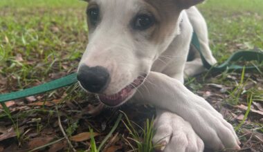 Furry Friday: These pups are ready to spend summer vacation - and forever