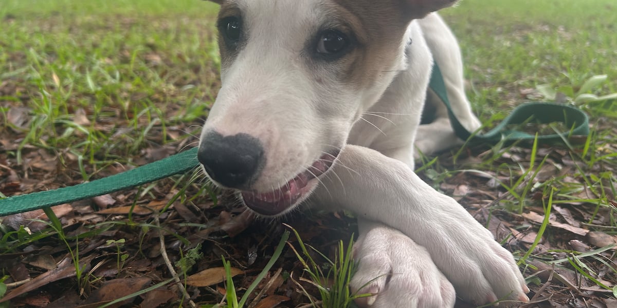 Furry Friday: These pups are ready to spend summer vacation - and forever