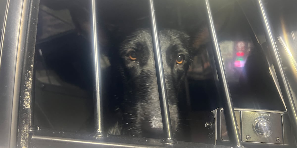 Trooper rescues lost pup from Cape Coral canal after a wet and wild chase