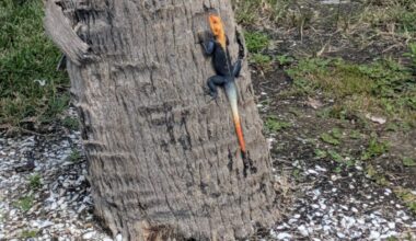 What to do if you see Peter’s rock agamas - SANIBEL-CAPTIVA