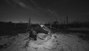 First nests of sea turtle season on west end - SANIBEL-CAPTIVA