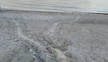 SCCF records first nest of season - SANIBEL-CAPTIVA