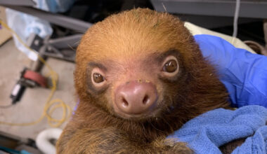Ron DeSantis calls Sloth World deaths 'weird' as Orlando Democrats demand investigation