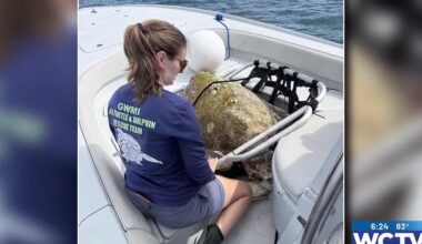 Something Good: Loggerhead turtle rescued over the weekend at Panama City Beach