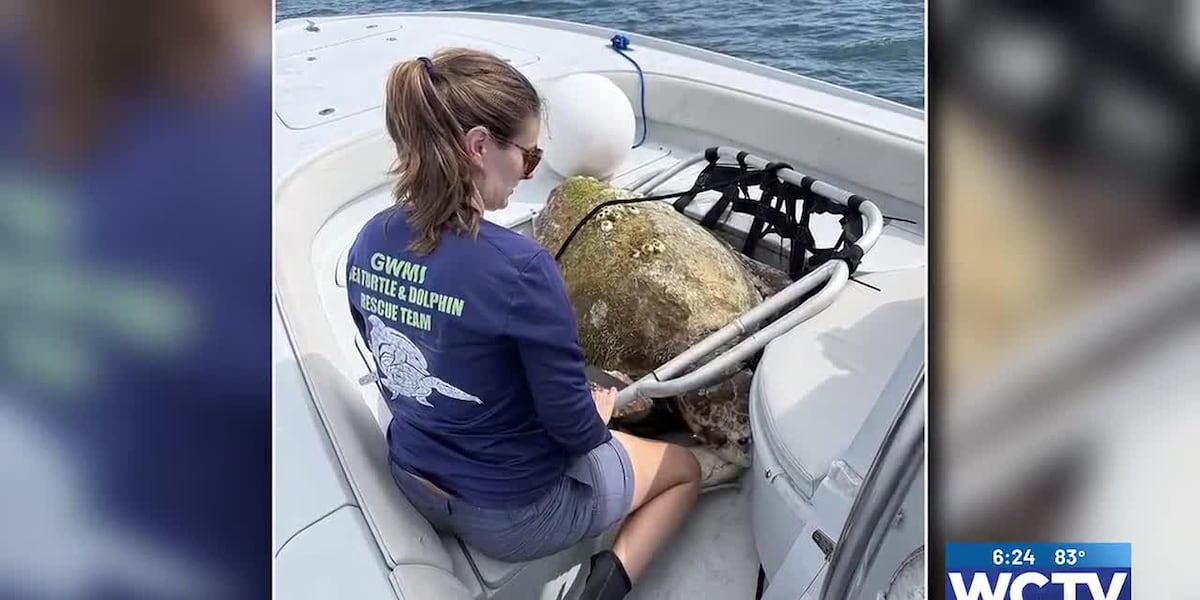 Something Good: Loggerhead turtle rescued over the weekend at Panama City Beach