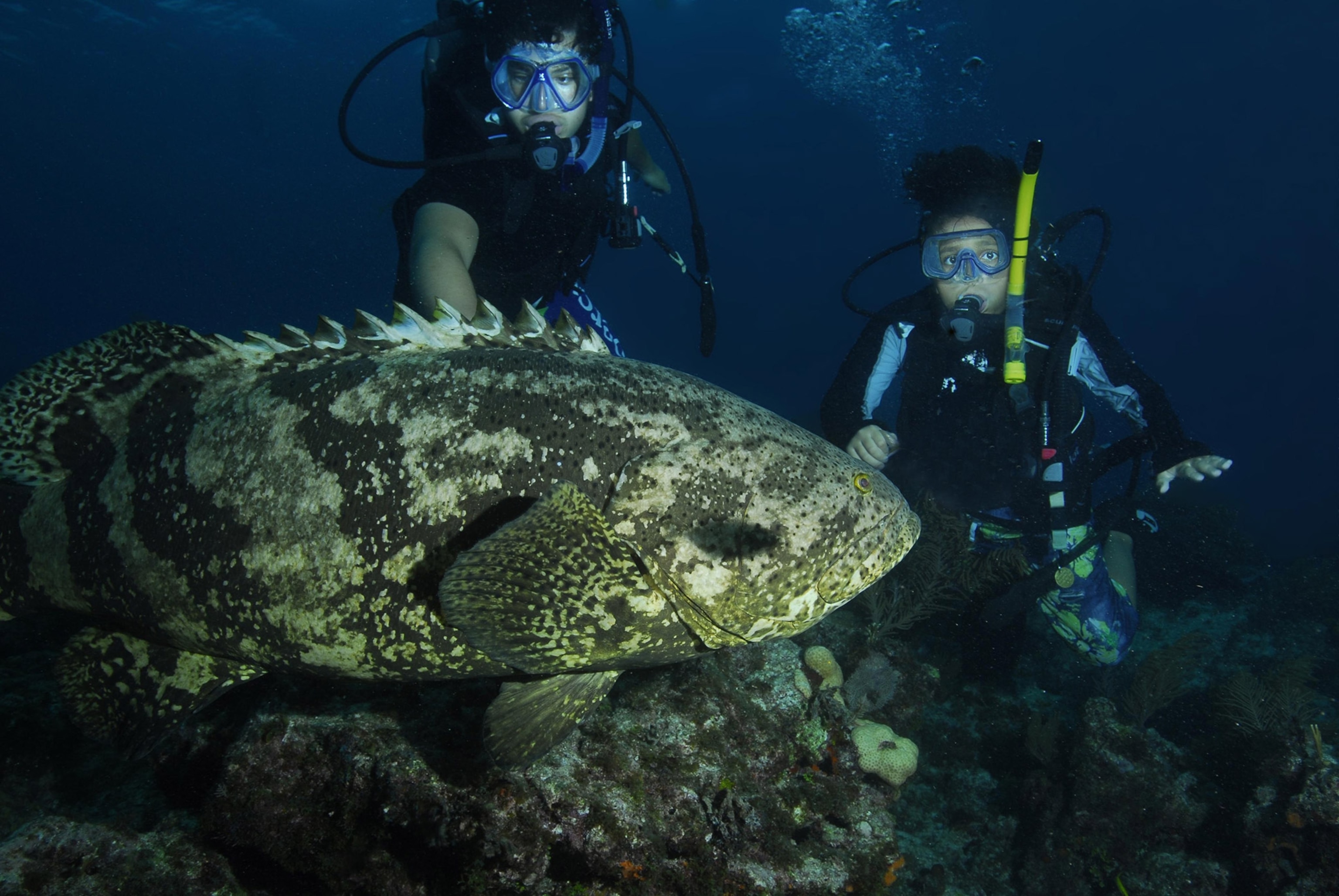 Underwater, fish swims in the foreground while two SCUBA divers look on from the background