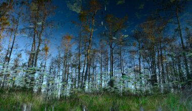 What to do in Big Cypress, Florida's wildest hidden gem