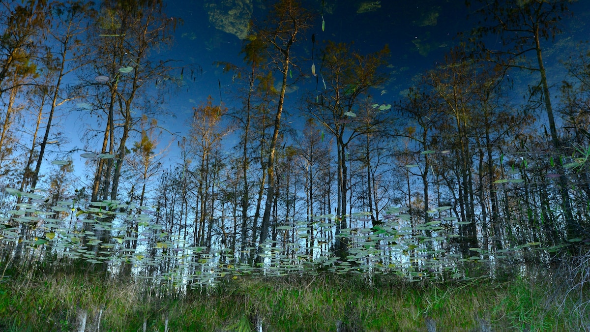 What to do in Big Cypress, Florida's wildest hidden gem