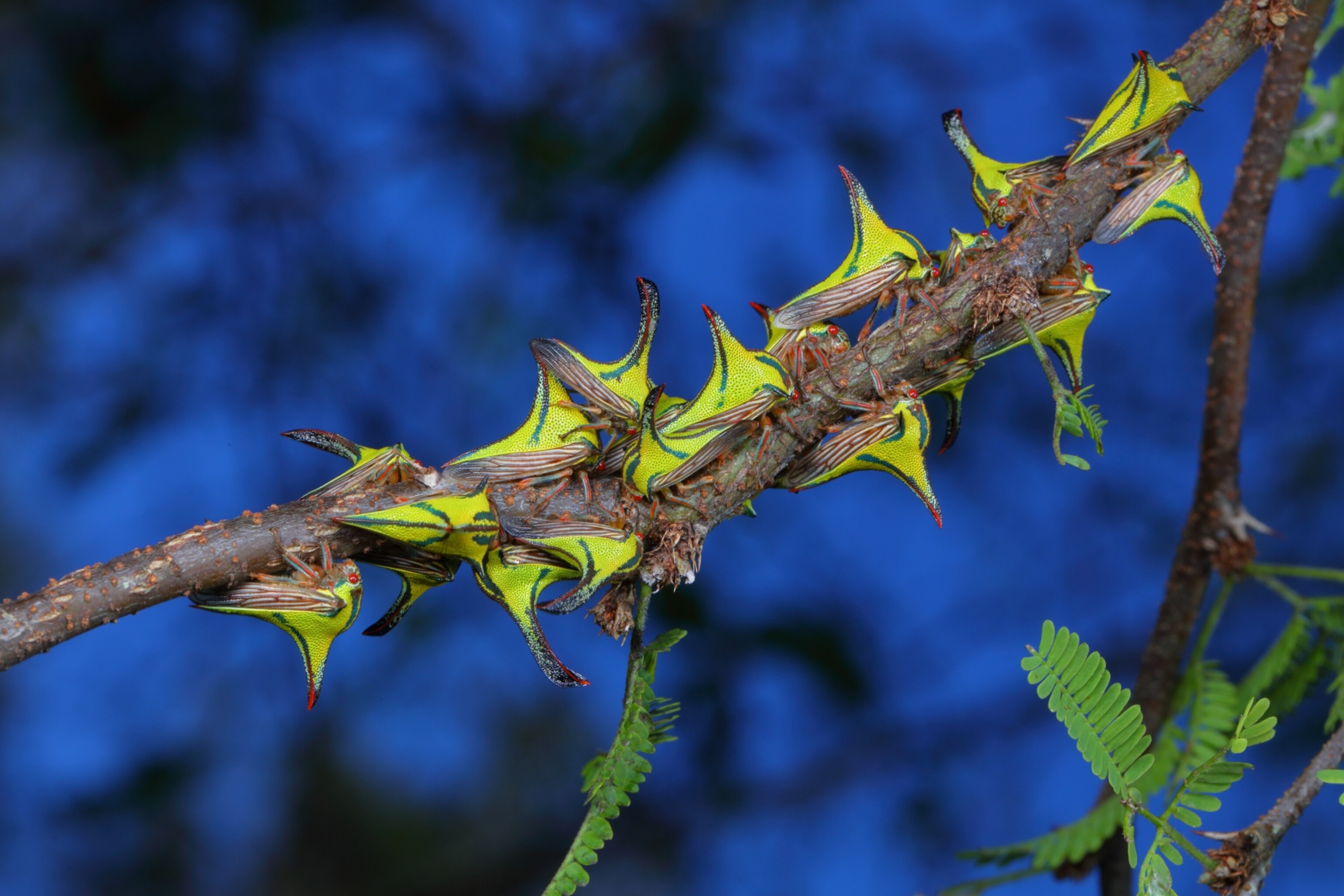 Thorn bugs, Umbonia crassicornis, on a palm frond.