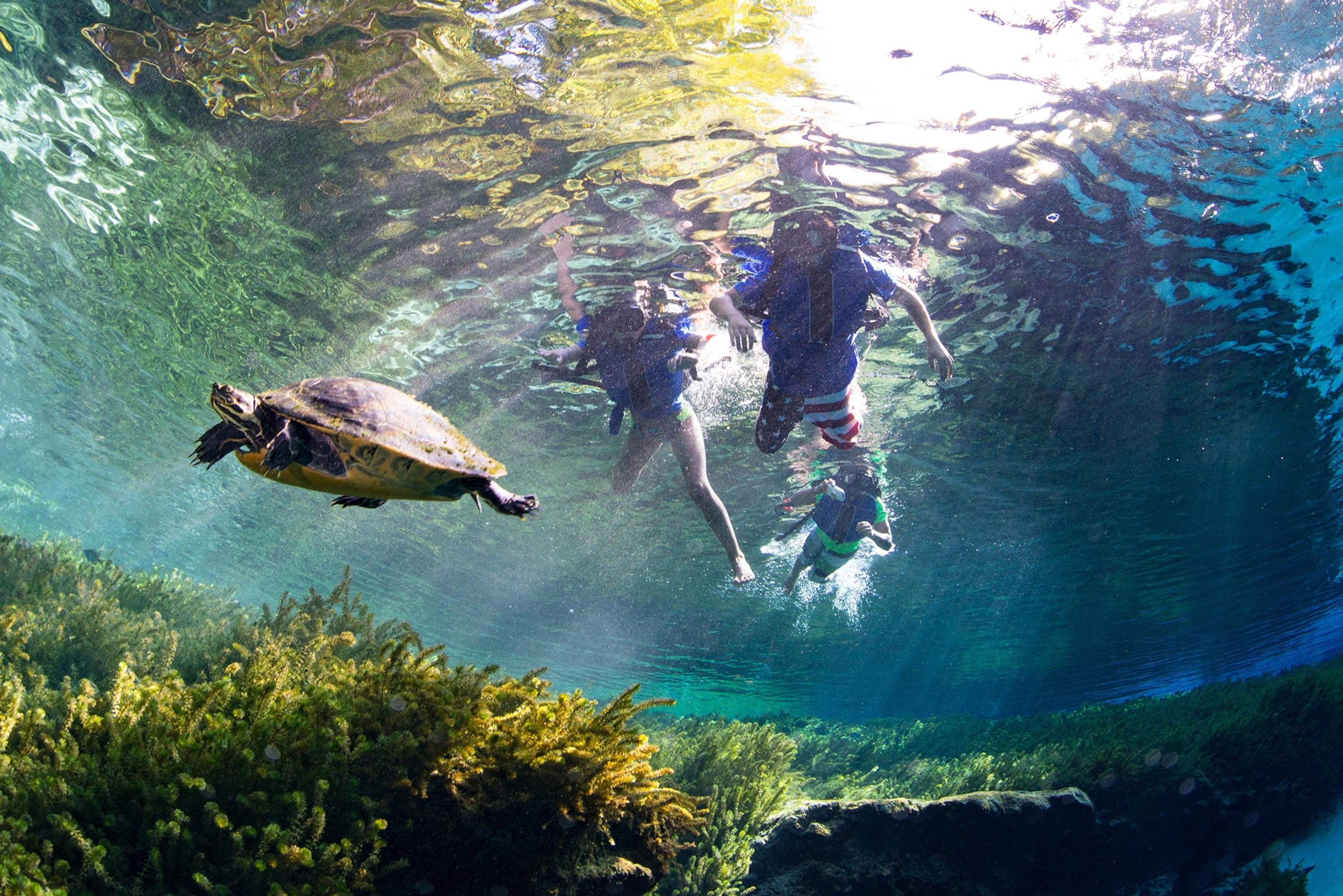 Three snorkelers hover at the water's surface with sun streaming in, a sea turtle swims away from them