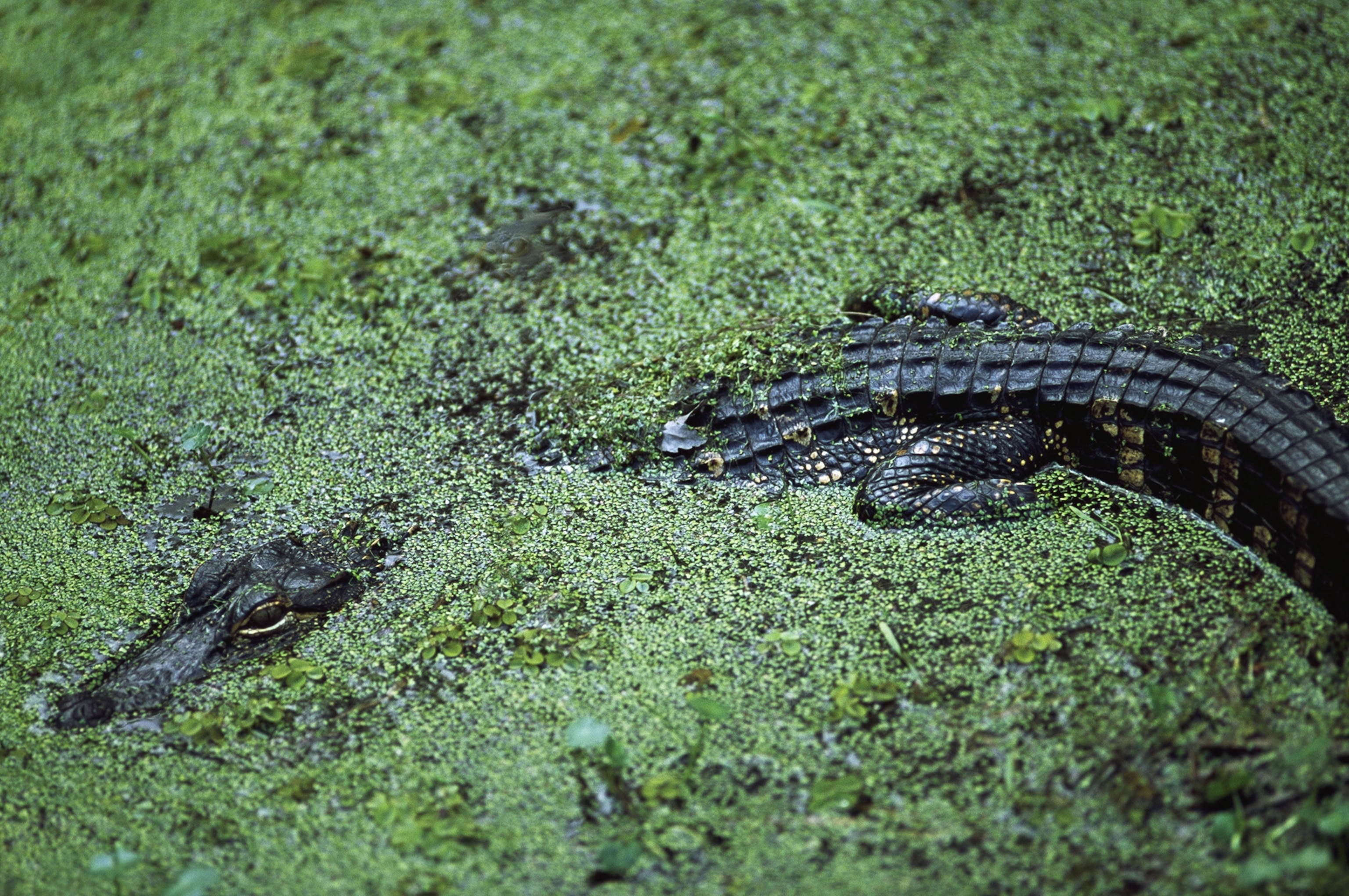 An alligator hovers at water's surface partially obscured by green duckweed floating at the surface