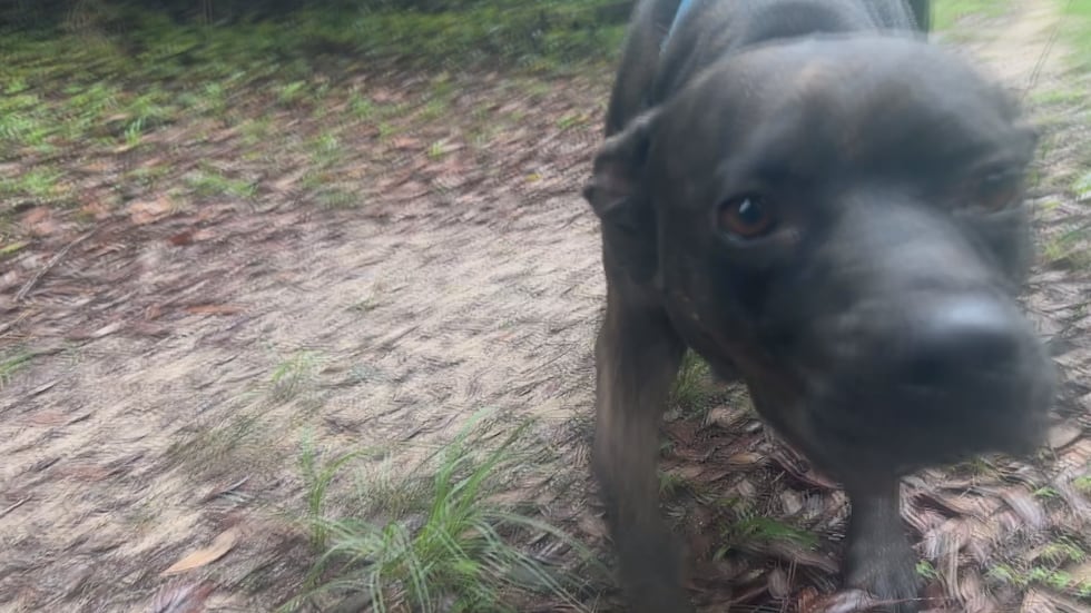 Kristi loves to walk side by side and take frequent back scratch breaks!