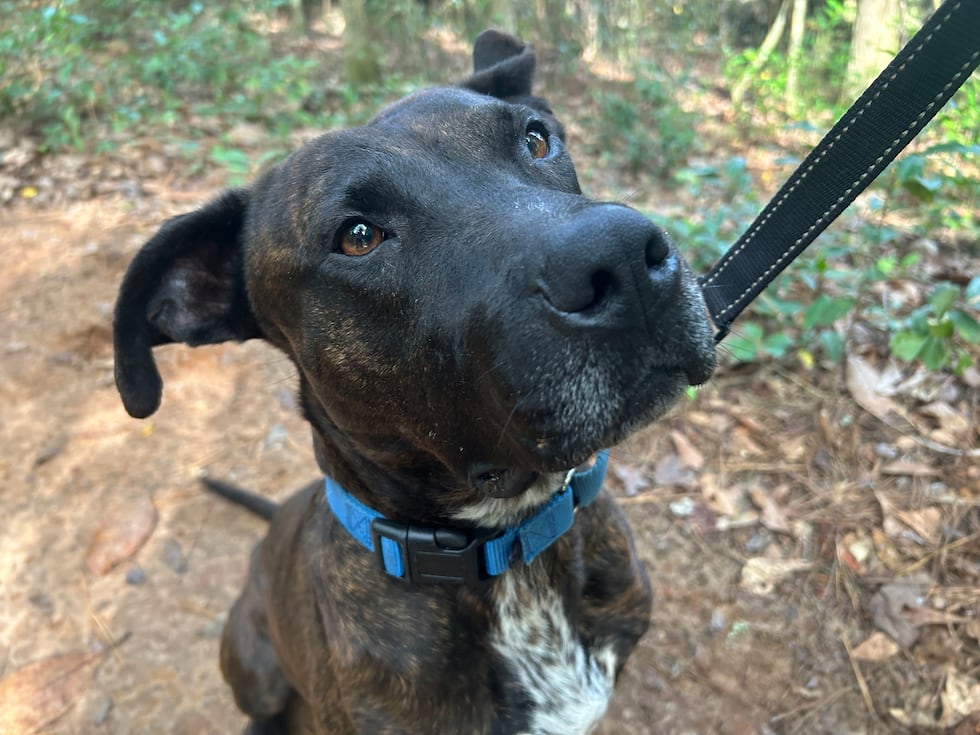 How Mystery got to the shelter is a mystery.  And why he’s still there is a mystery too.