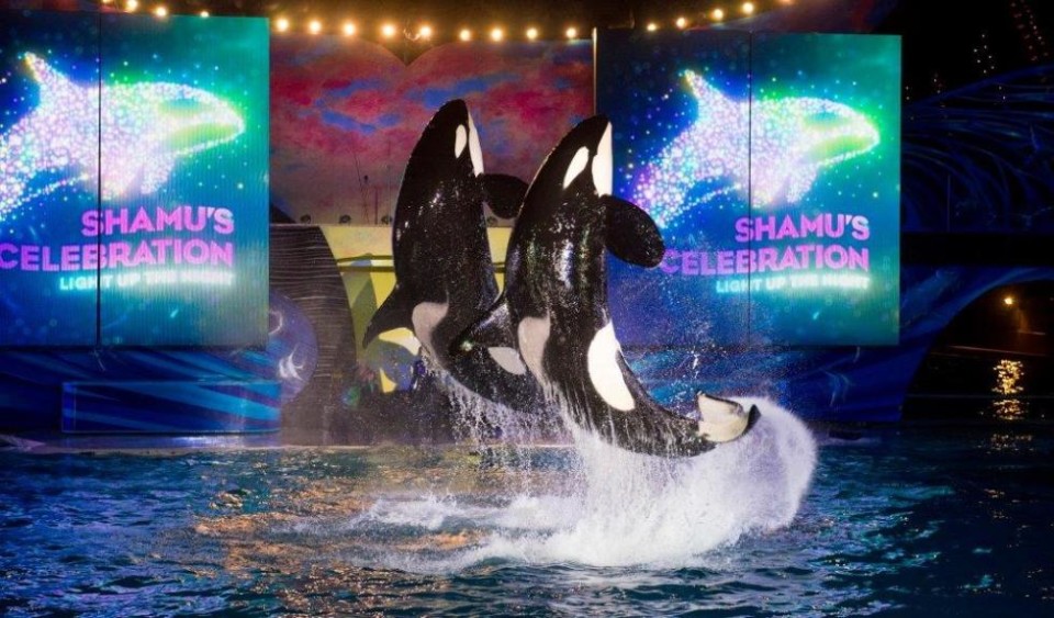 seaworld orlando summer nights shamu show