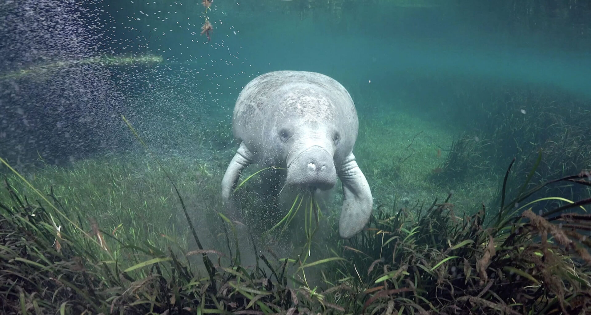 Florida’s wildlife has a target on its back, but we can protect it
