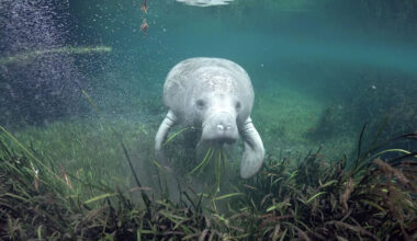 Florida’s wildlife has a target on its back, but we can protect it
