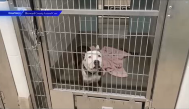 Broward County Animal Care says they are at capacity, waives adoption costs for new owners - WSVN 7News | Miami News, Weather, Sports