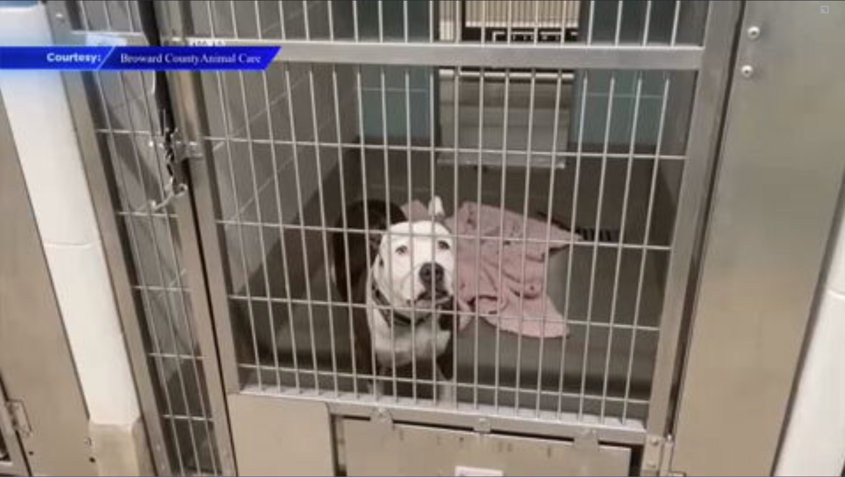 Broward County Animal Care says they are at capacity, waives adoption costs for new owners - WSVN 7News | Miami News, Weather, Sports