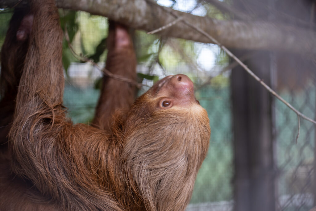 A sloth transferred from Sloth World climbs in an enclosure at the Central Florida Zoo. Credit: Central Florida Zoo & Botanical Gardens