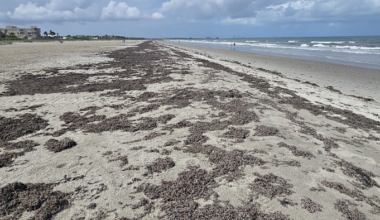 Is smelly sargassum funking up your Memorial Day?